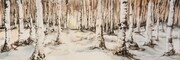 Birch Trees--Winter