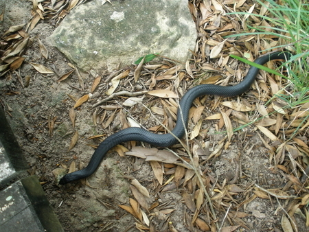 Black Snake in Sydney