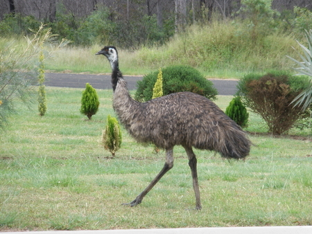 Emu