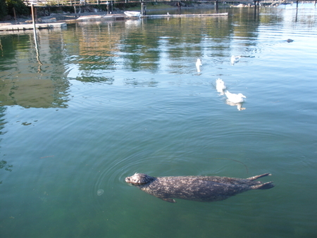 Floating Seal in Sooke Harbour Marina