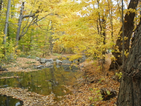 Golden Milton Millpond and creek