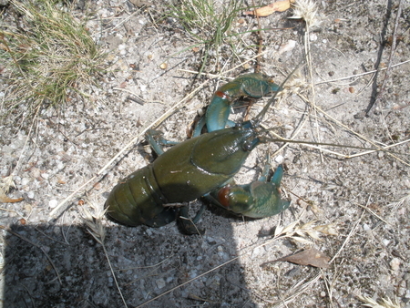 Green yabbie