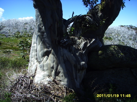 Snow gum at Dead Horse Gap